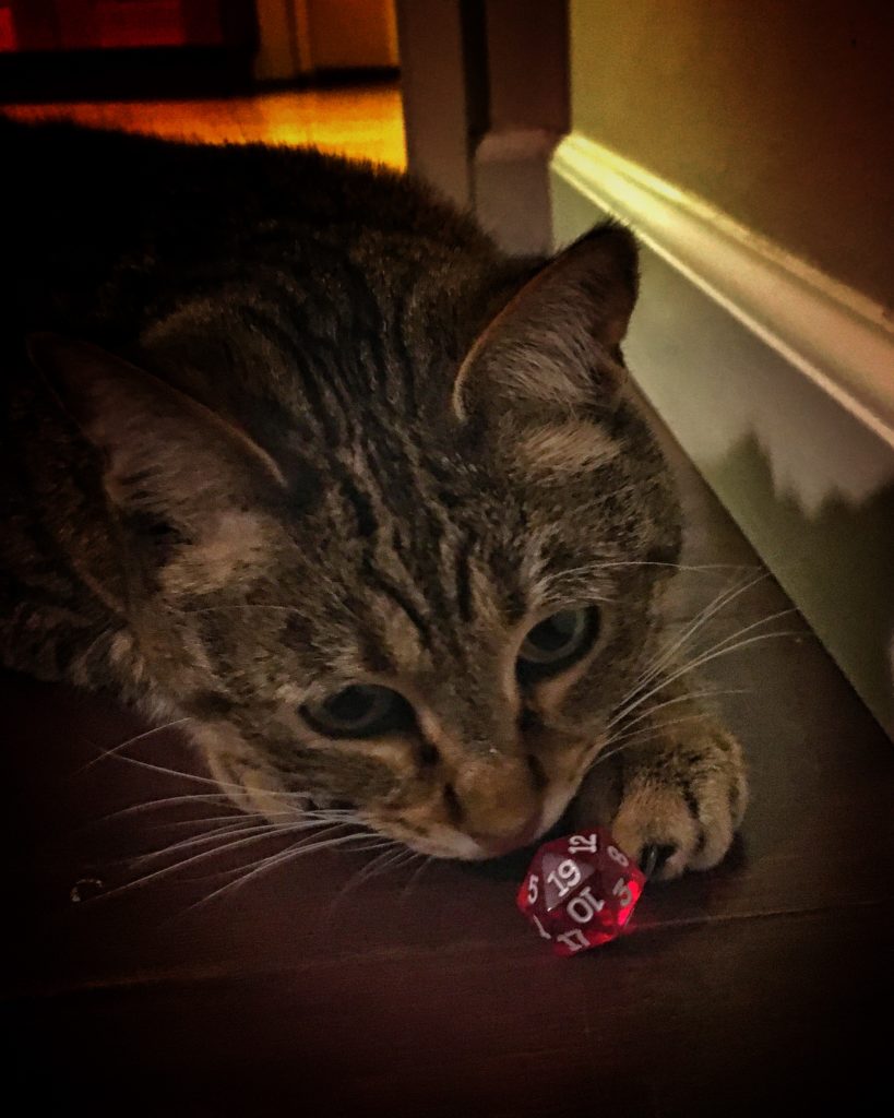 Cat and 20 sided die